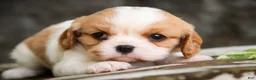 Cavalier King Charles Spaniel dogs for sale: Delilah - Ad 5