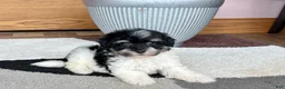 Havapoo dogs for sale: Havapoo girl 2 - Ad 7