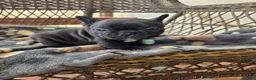 French Bulldog dogs for sale: French Bulldog Puppy goose  - Ad 2
