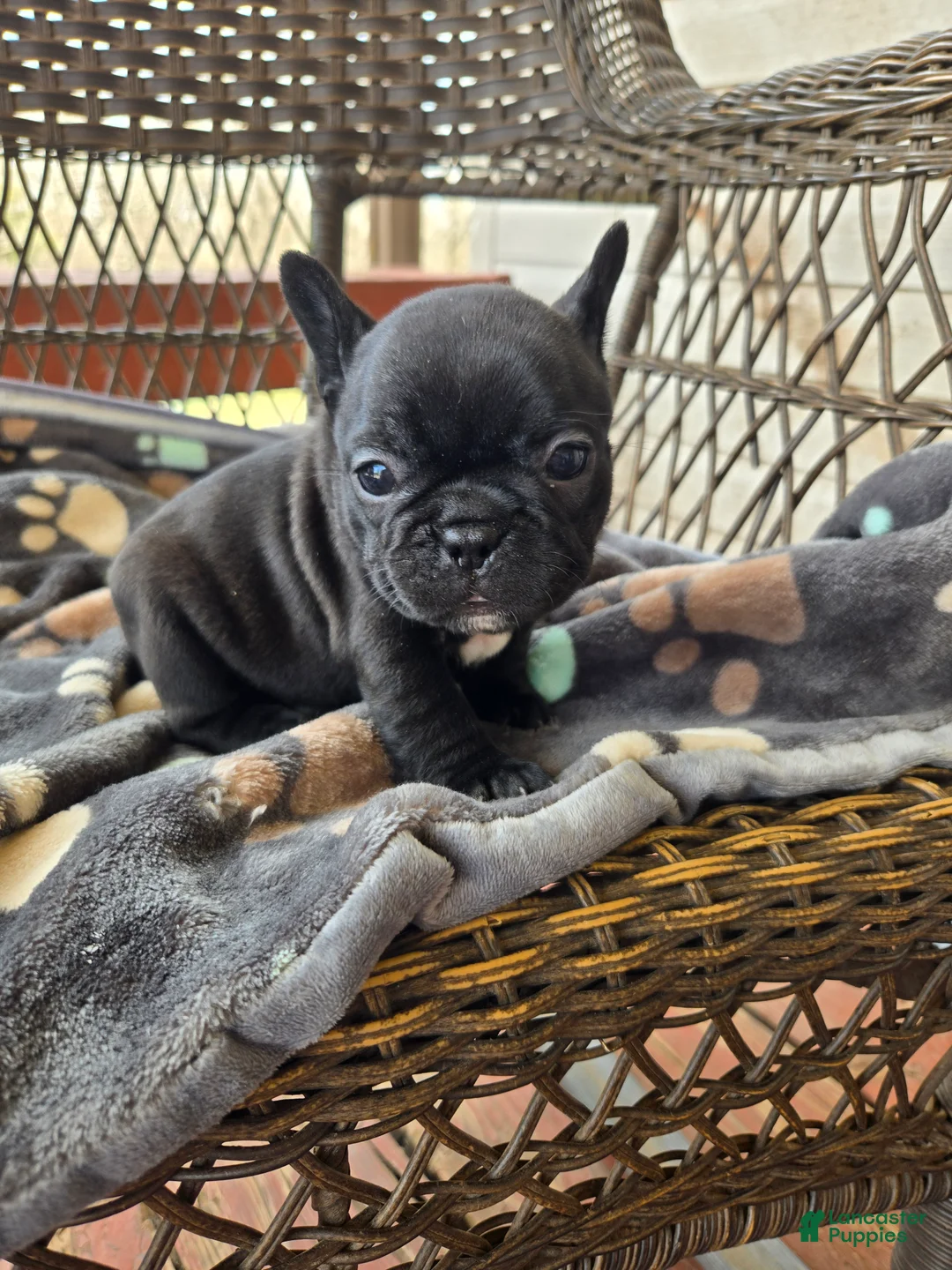 French Bulldog dogs for sale: French Bulldog Puppy goose  - Ad 2