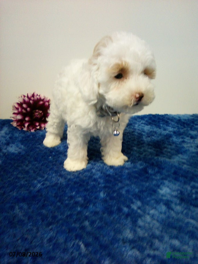 Toy Poodle dogs Burke - Ad 2