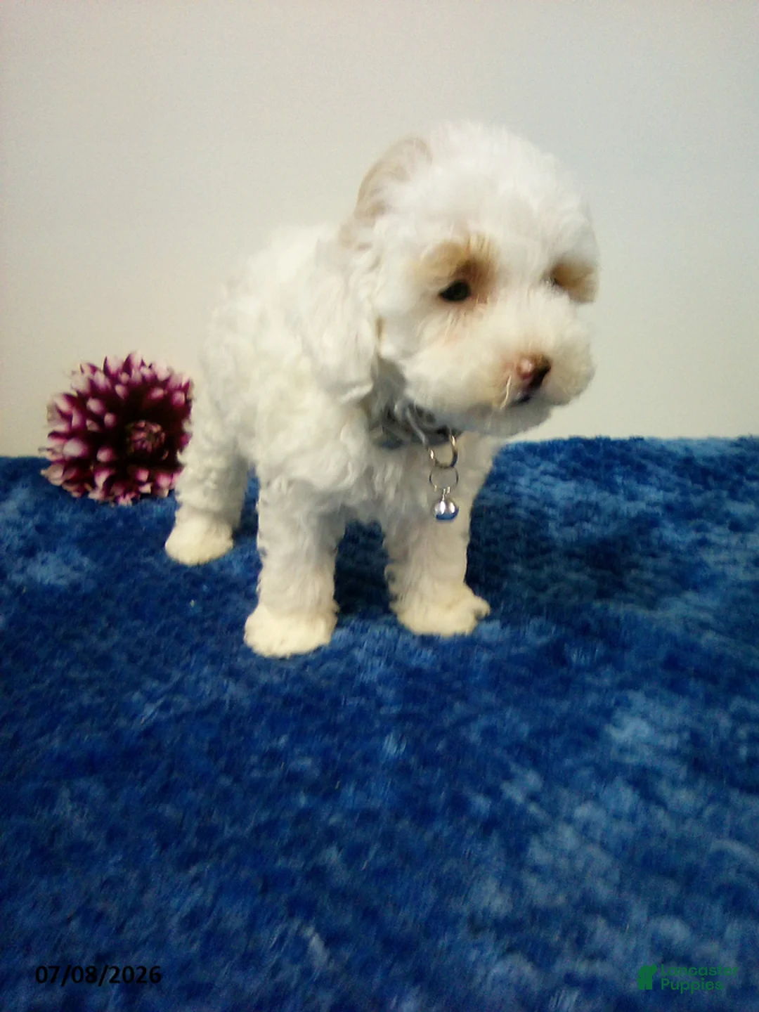Toy Poodle dogs for sale: Burke - Ad 2