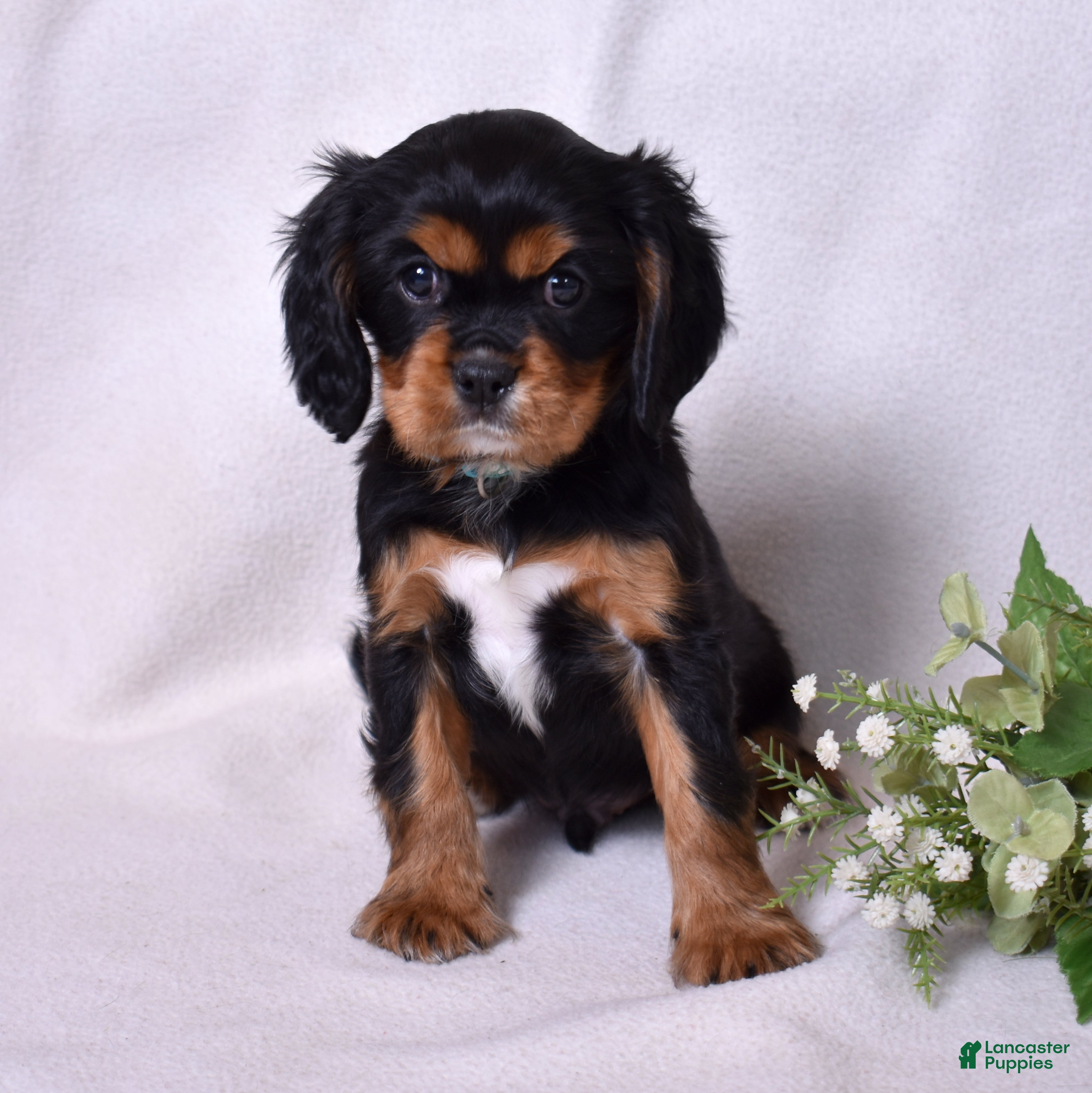 Cavalier King Charles Spaniel dogs Blaze | Genetically Screened  - Ad 18