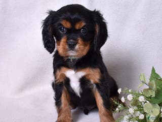 Cavalier King Charles Spaniel dogs Blaze | Genetically Screened - Ad 5