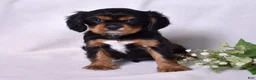 Cavalier King Charles Spaniel dogs for sale: Blaze | Genetically Screened  - Ad 7