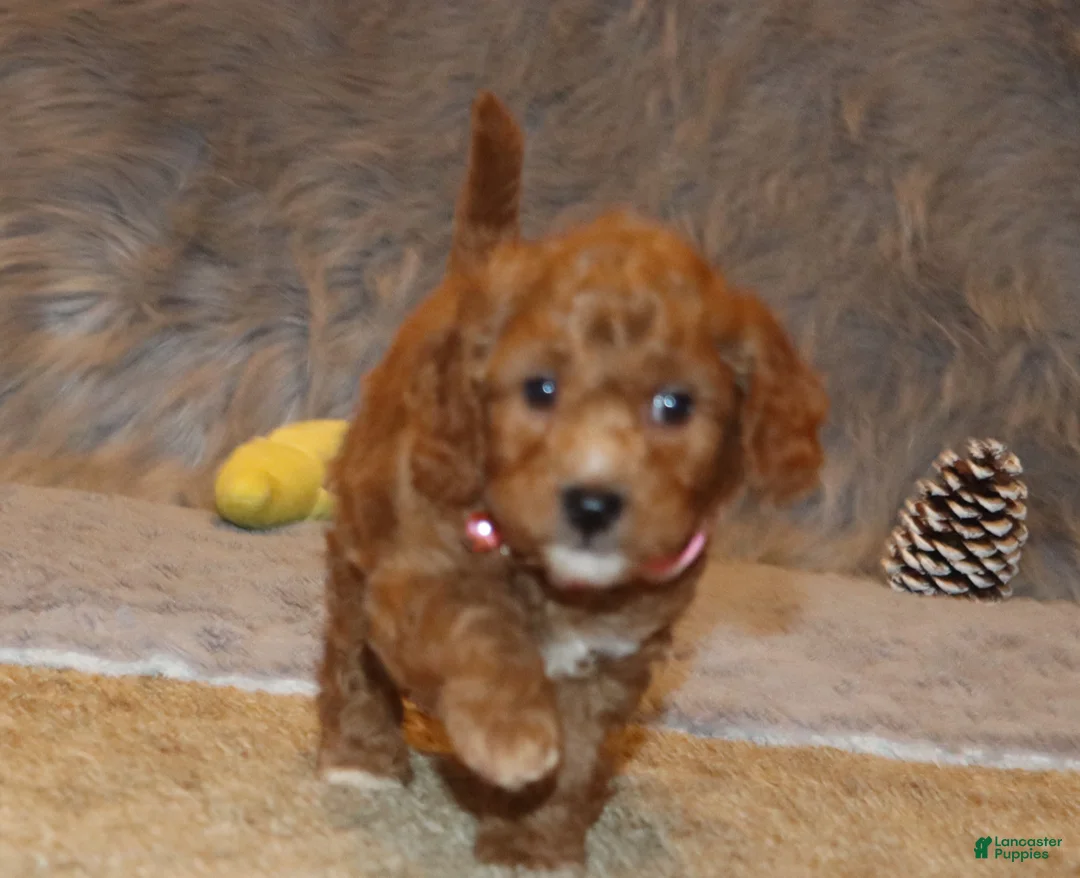 Mini Goldendoodle dogs for sale: Tilly 🌷 Micro Miniature - Ad 1