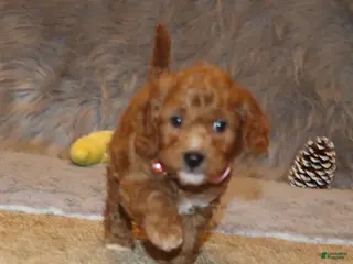 Mini Goldendoodle dogs Tilly 🌷 Micro Miniature - Ad 2