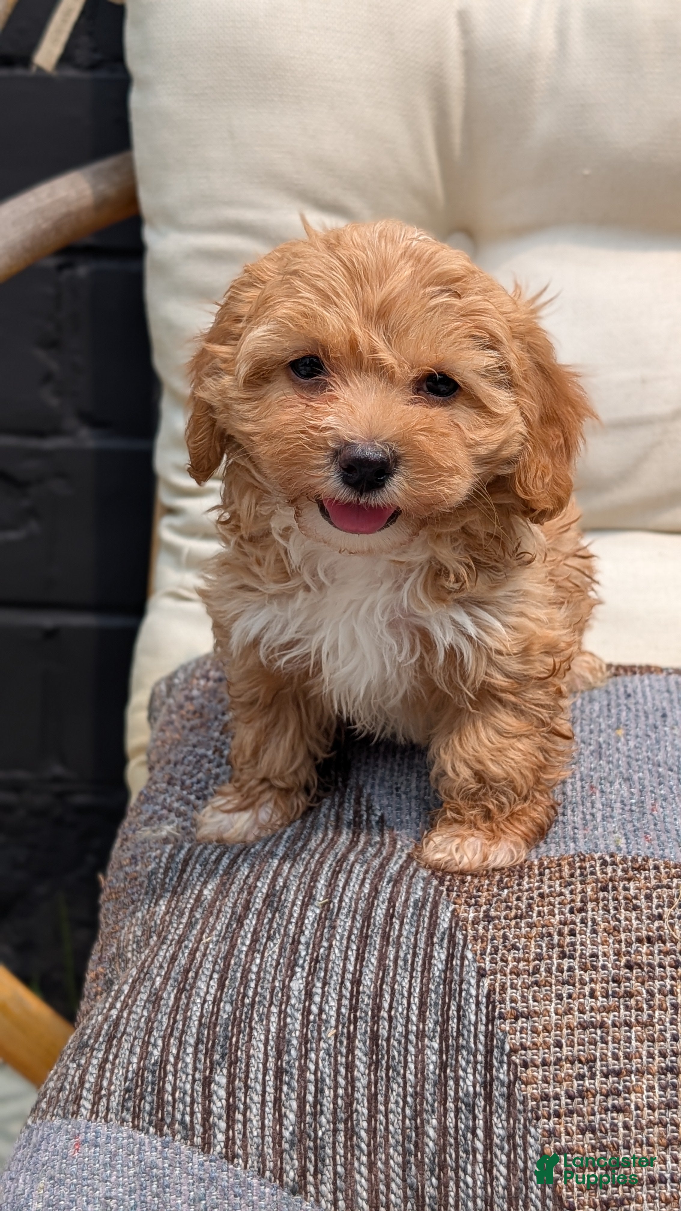 Havapoo dogs Bella - Ad 2