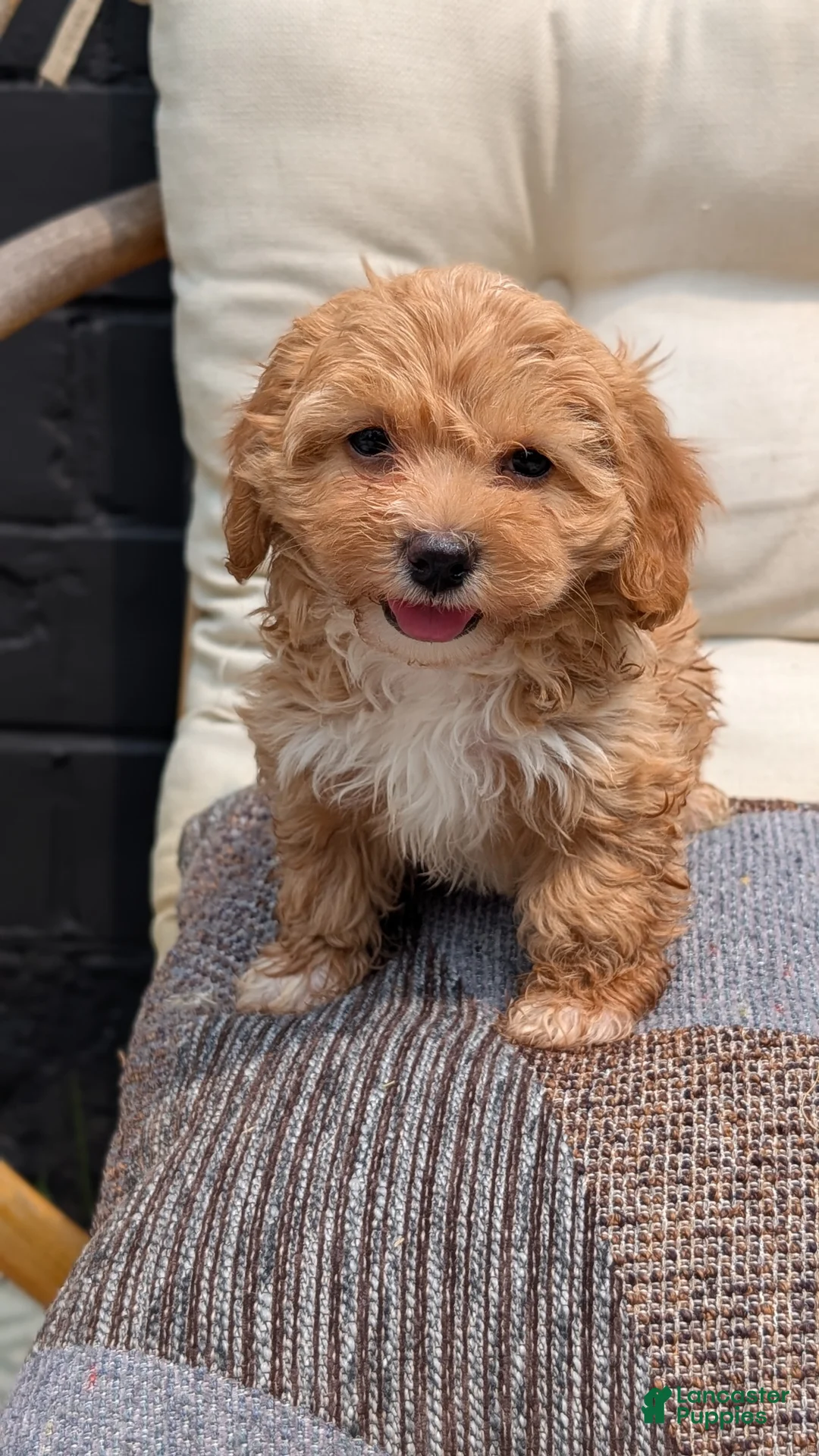 Havapoo dogs for sale: Bella - Ad 2