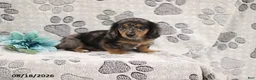 Miniature Dachshund dogs for sale: Gordon - Ad 4
