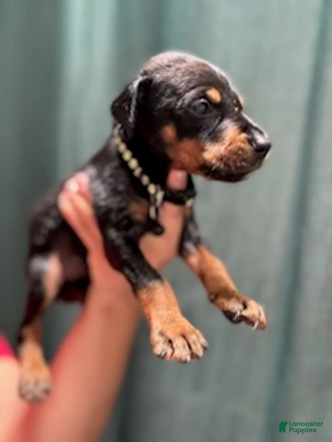 Doberman Pinscher dogs for sale: Black Collar Male - Ad 2