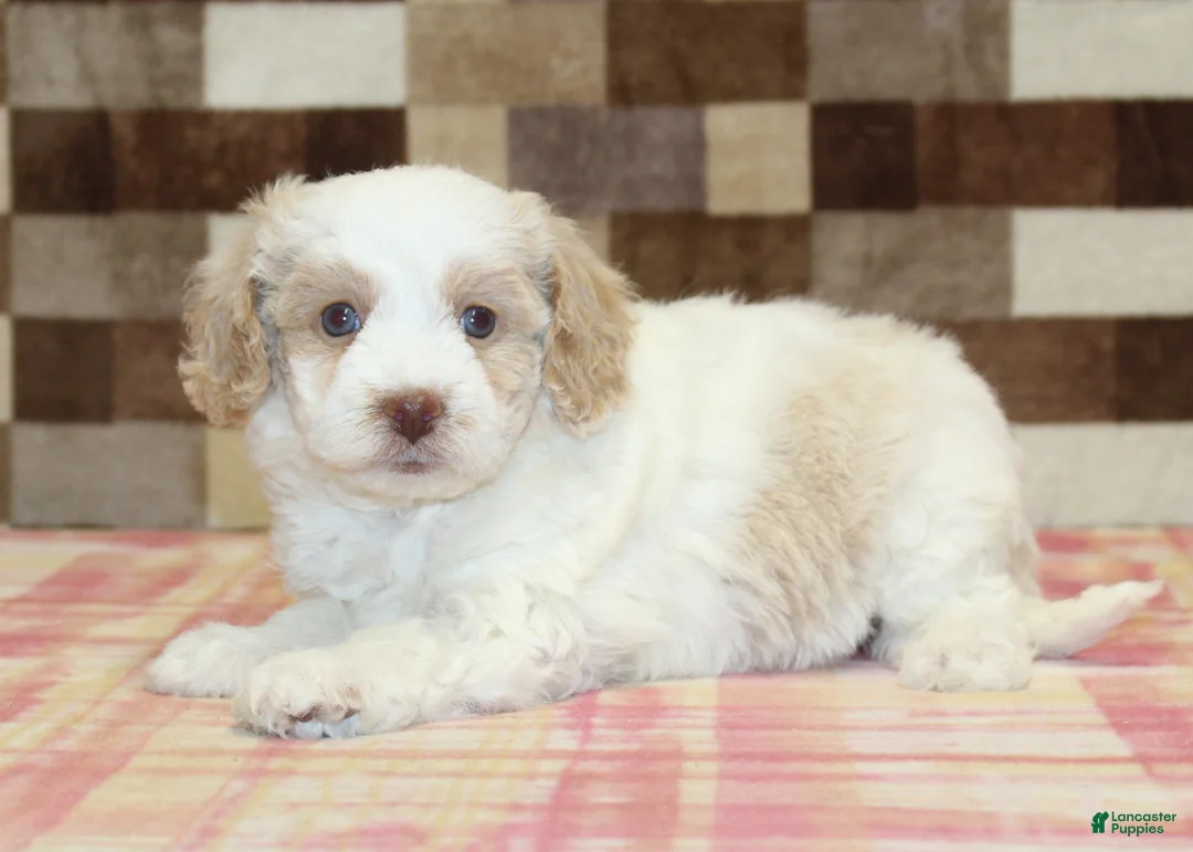 Mini Bernedoodle dogs for sale: Casey - Ad 2