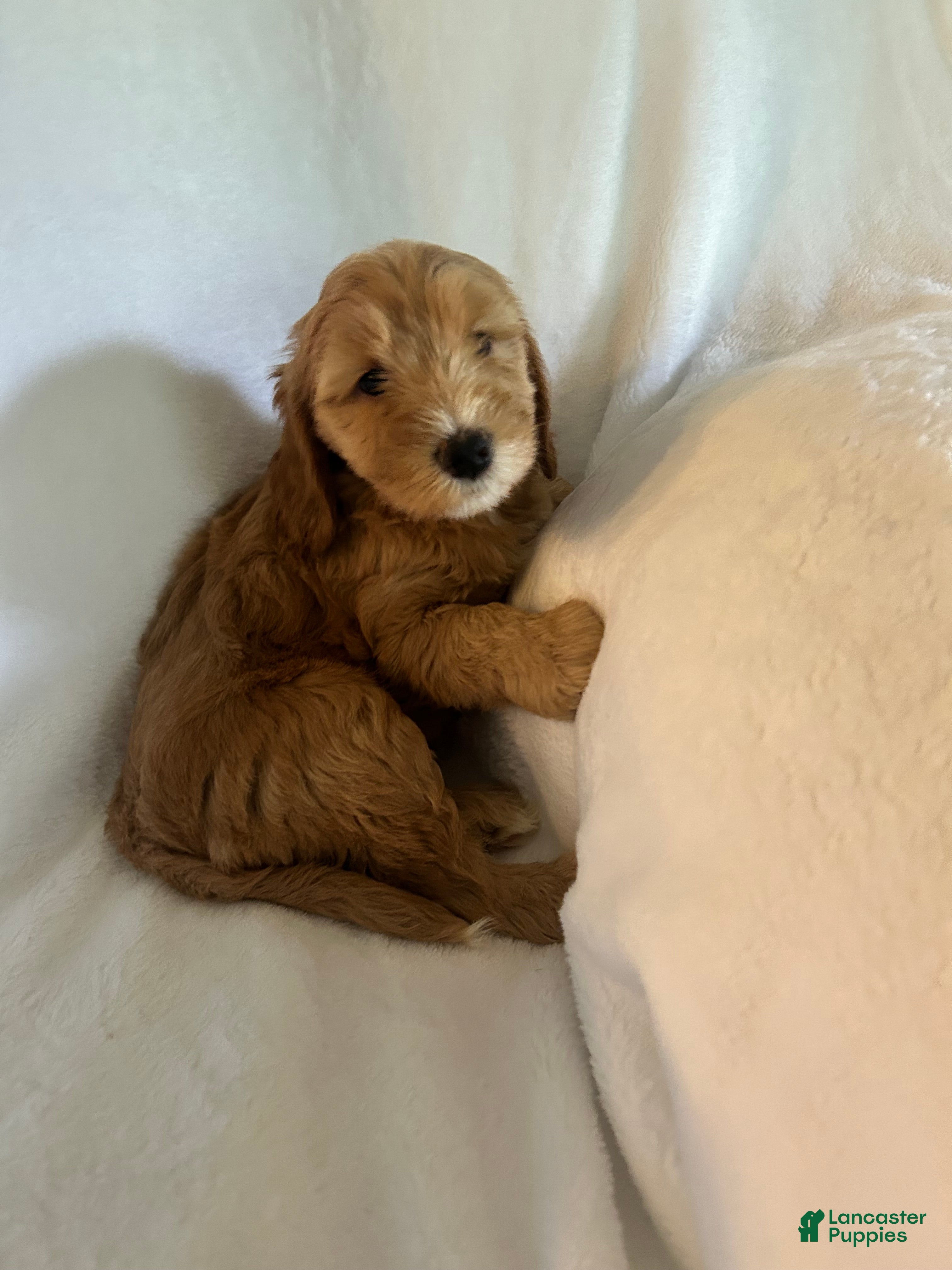 Goldendoodle dogs Missy - Ad 2
