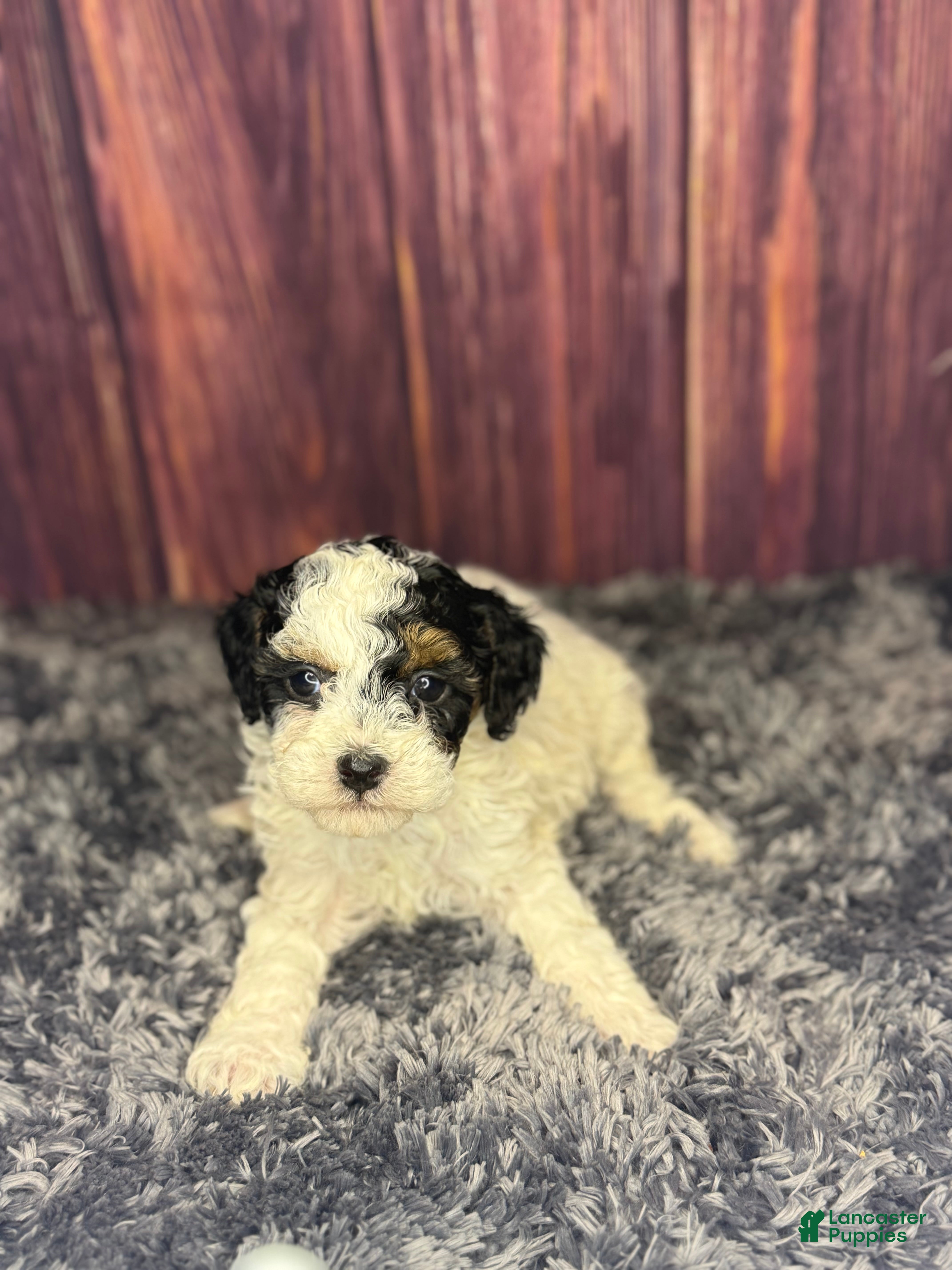 Miniature Poodle dogs Dottie - Ad 1
