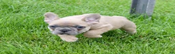 French Bulldog dogs for sale: Sheri - Ad 5