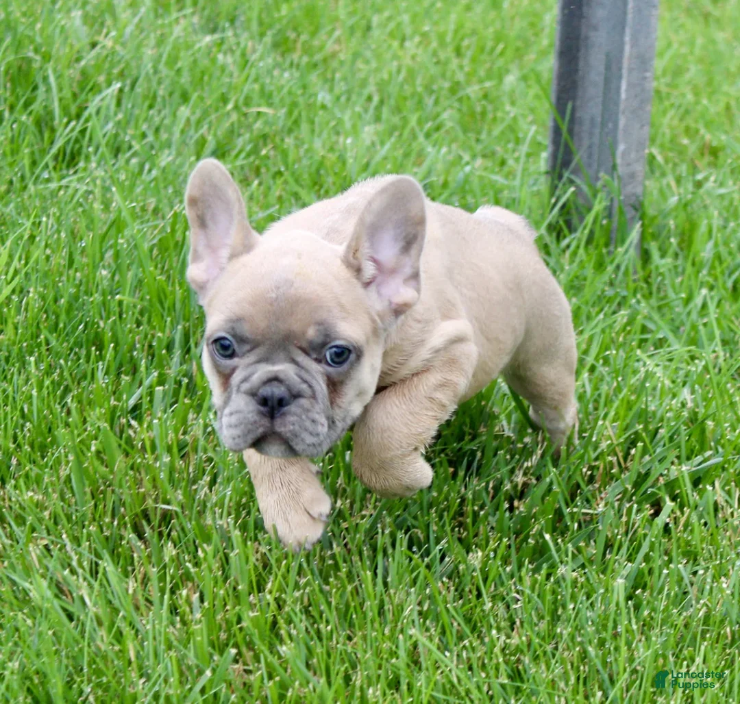French Bulldog dogs for sale: Sheri - Ad 5