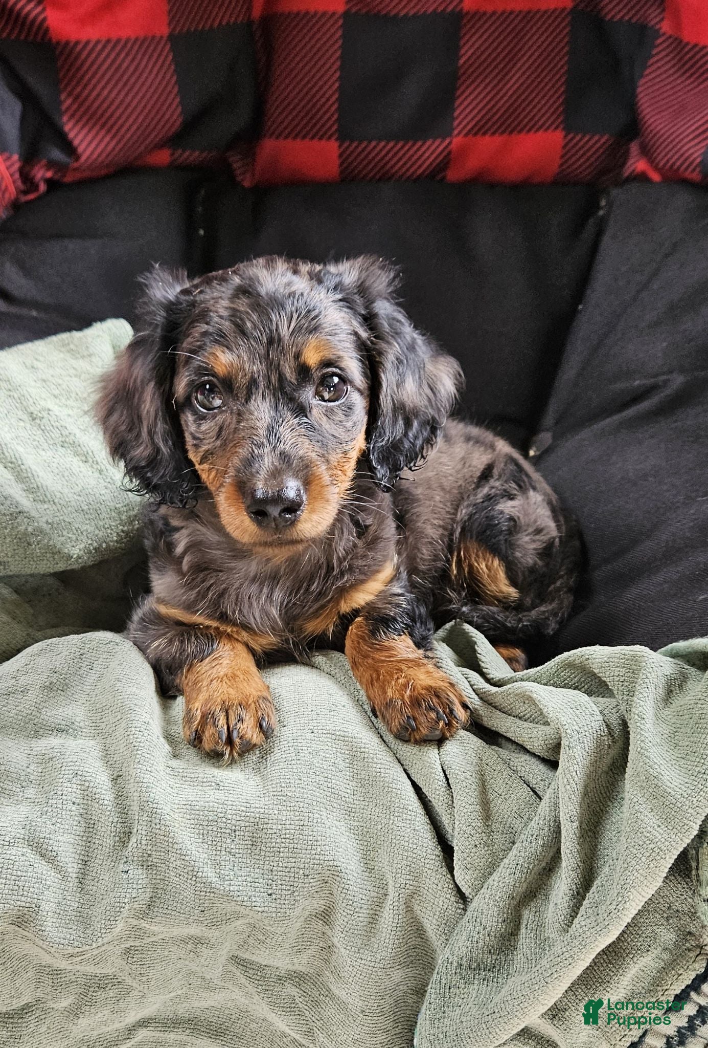 Dachshund dogs Pumpkin - Ad 2