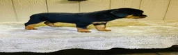 Rottweiler dogs for sale: Rottweiler 5 - Ad 12