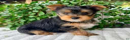 Yorkshire Terrier dogs for sale: Maple  - Ad 2