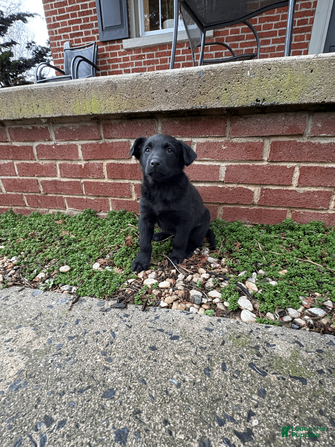 Mixed Breed dogs for sale: Mixed Breed Puppy 1 - Ad 2