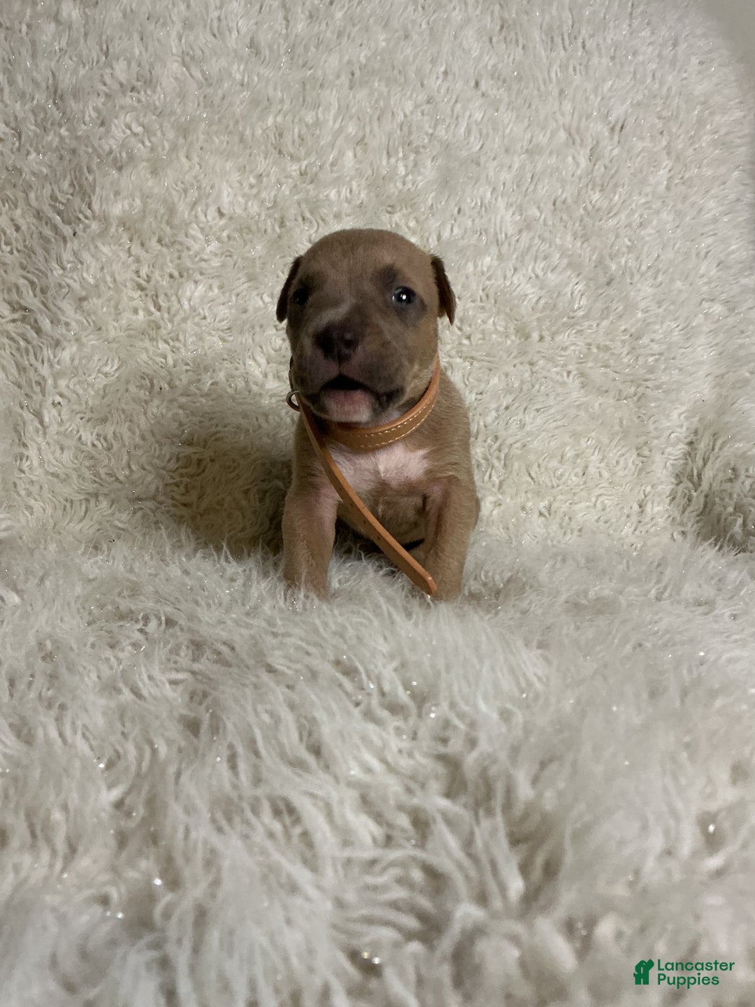 American Bully dogs for sale: Dirty Dan - Ad 8