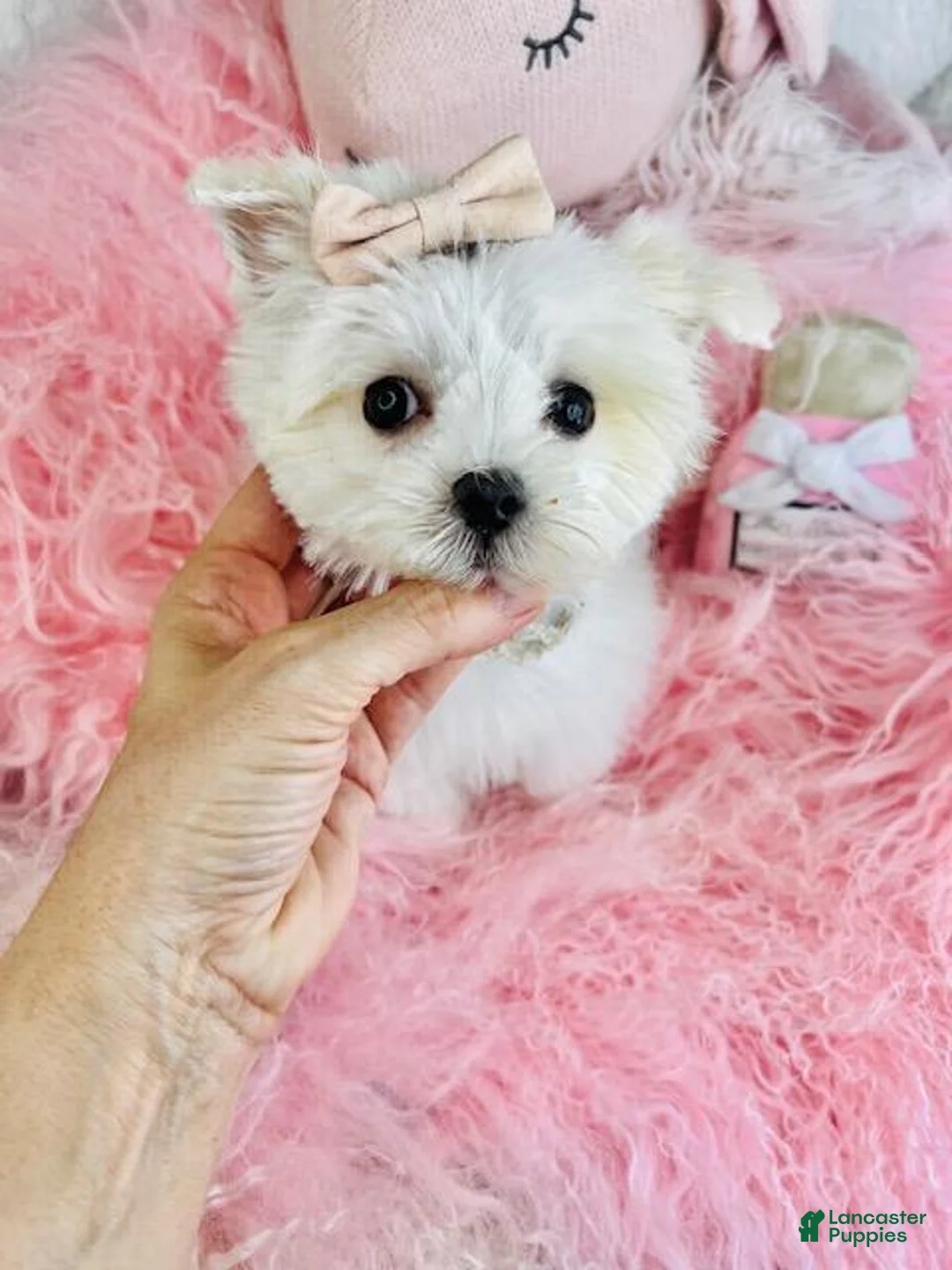 Maltese dogs for sale: Maltese Puppy 1 - Ad 5