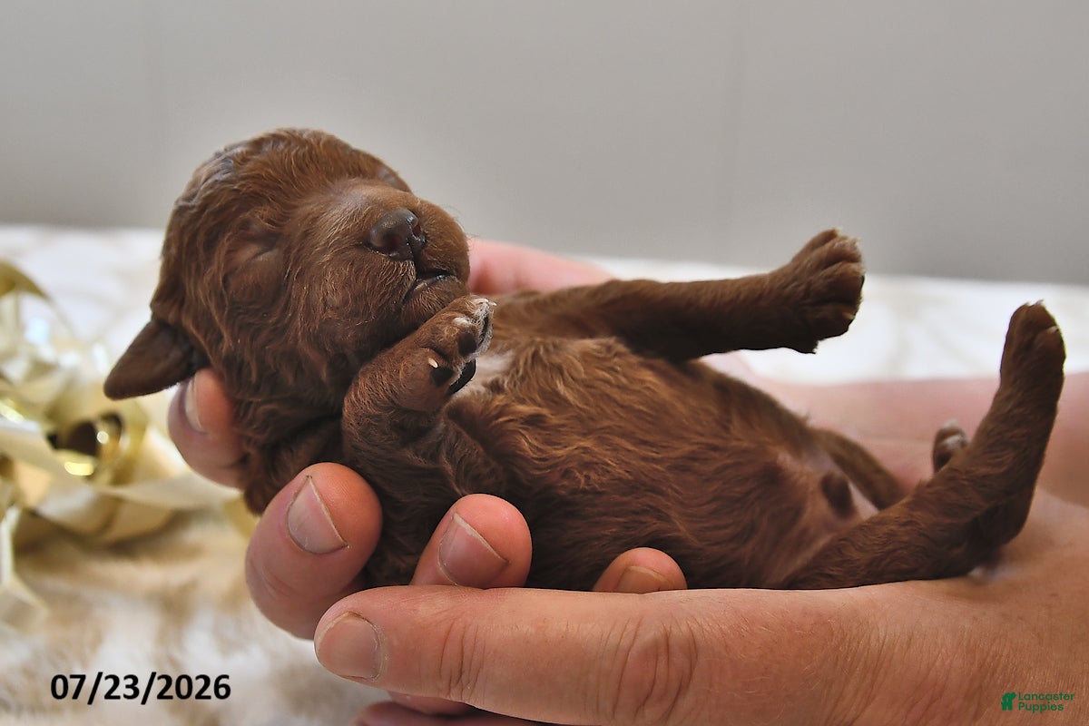 Mini Goldendoodle dogs for sale: Bentley - Ad 3