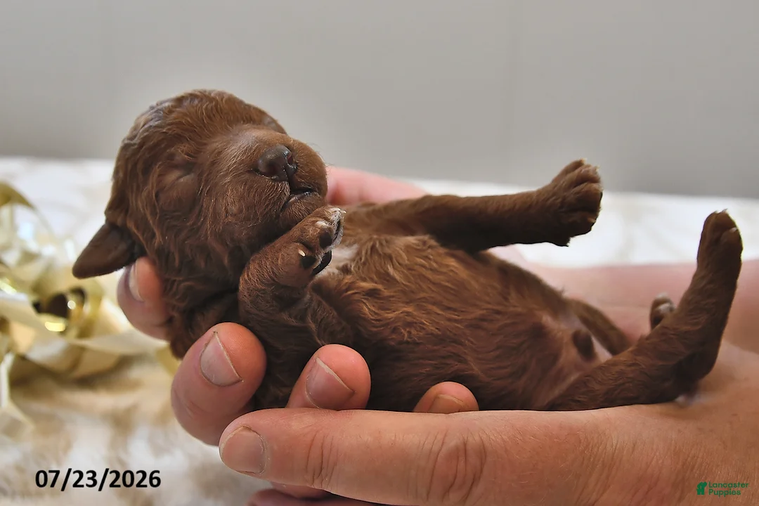 Mini Goldendoodle dogs for sale: Bentley - Ad 1