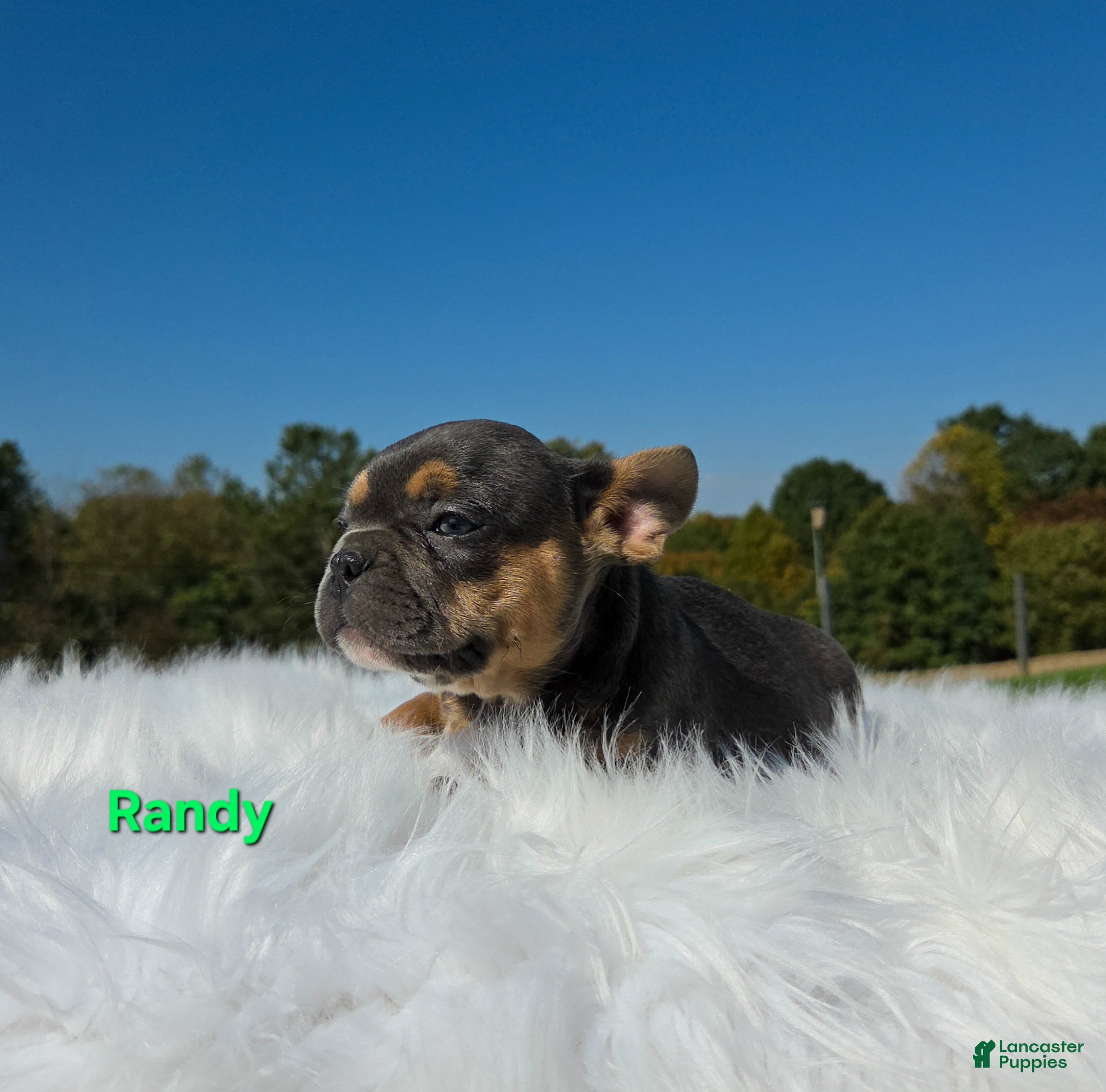 Mixed Breed dogs Randy - Ad 2