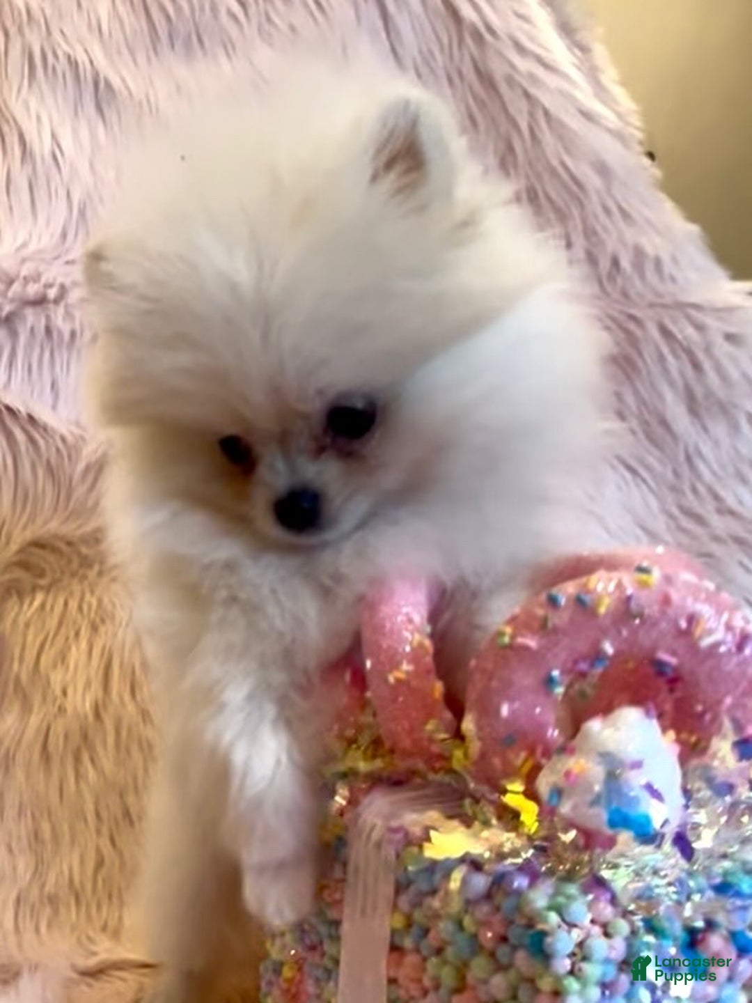 Pomeranian dogs for sale: Lynette AKC Registered full rights  - Ad 12
