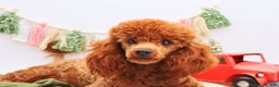 Miniature Poodle dogs for sale: Marshall - Ad 14