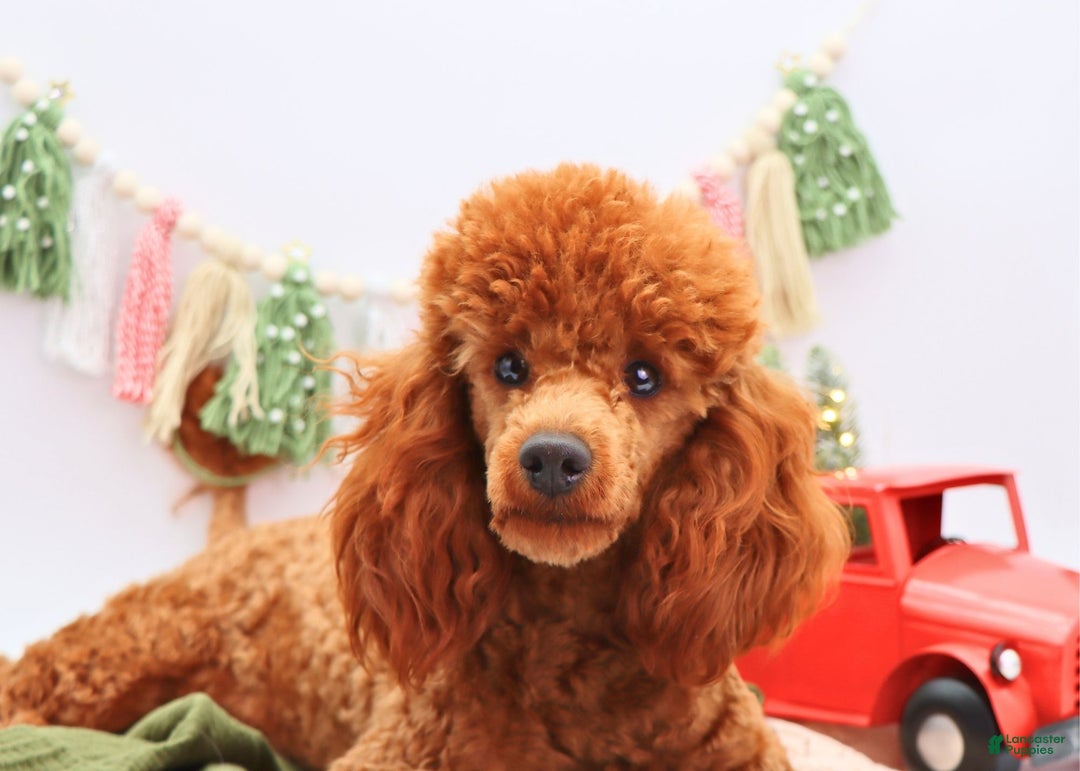 Miniature Poodle dogs for sale: Marshall - Ad 14