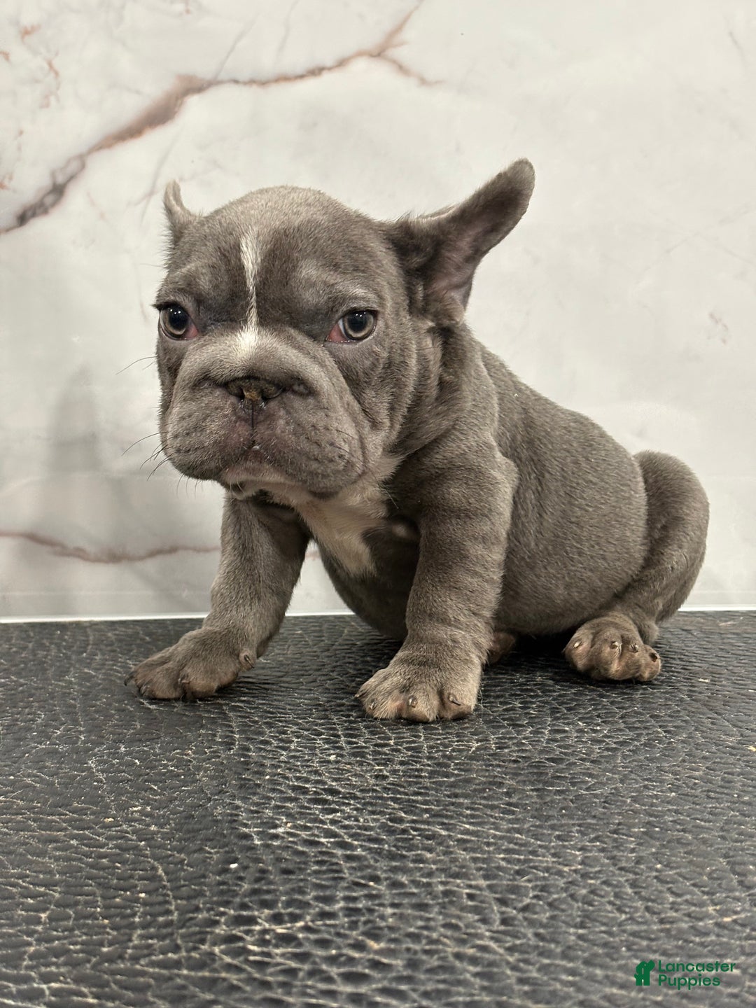 French Bulldog dogs for sale: French Bulldog Puppy 1 - Ad 2