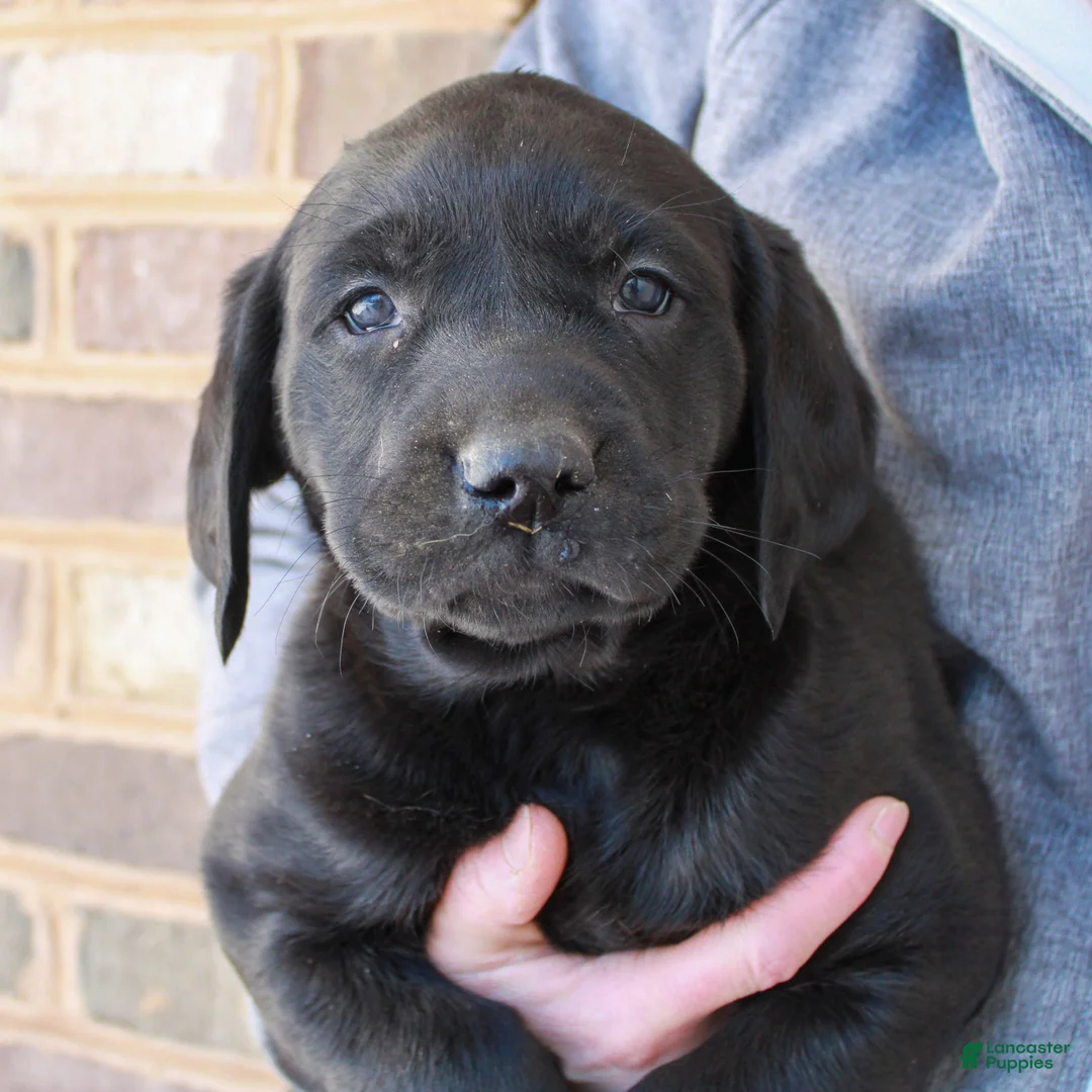 Labrador Retriever dogs for sale: Brian  - Ad 2