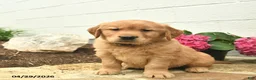 Golden Retriever dogs for sale: Copper  - Ad 2