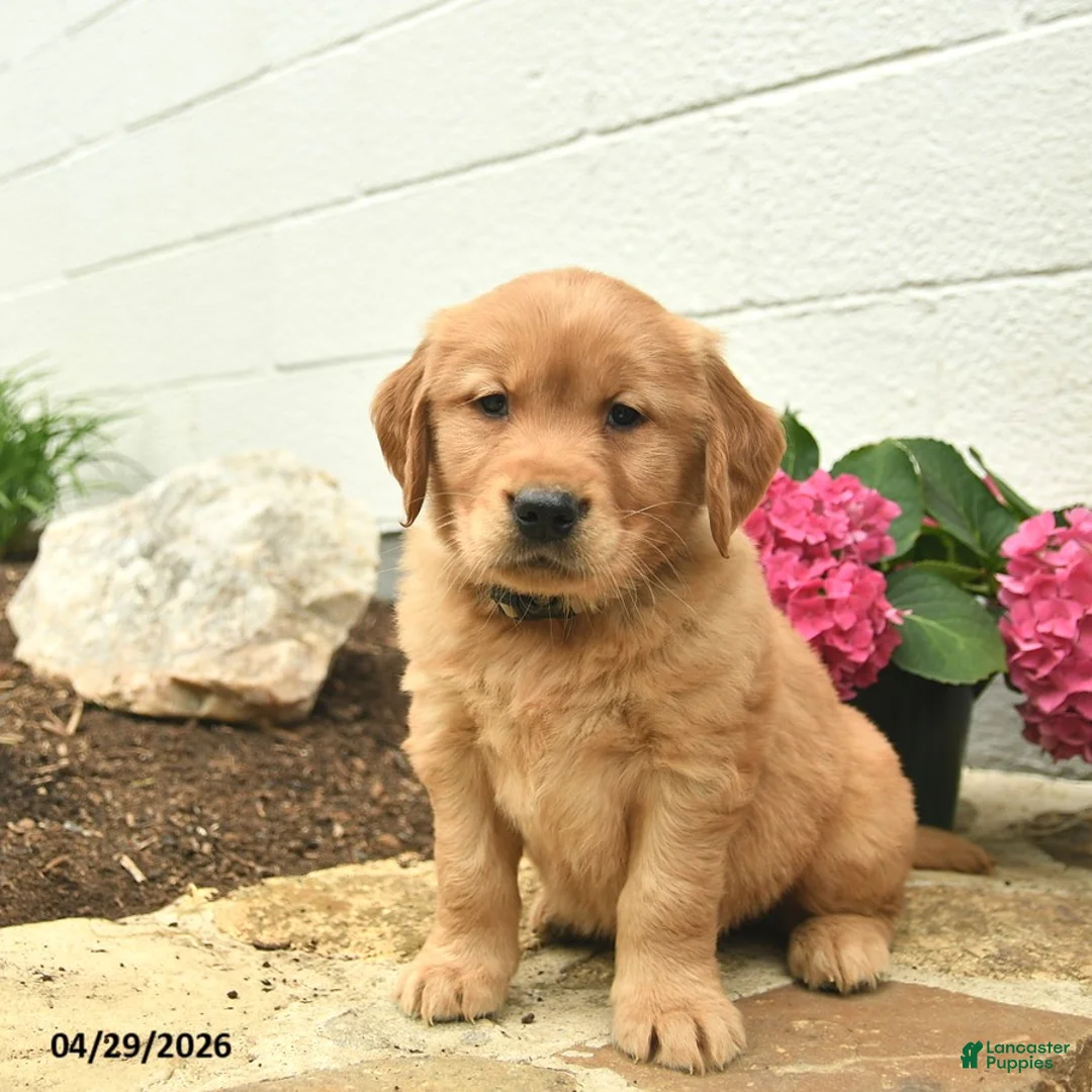 Golden Retriever dogs for sale: Copper  - Ad 2