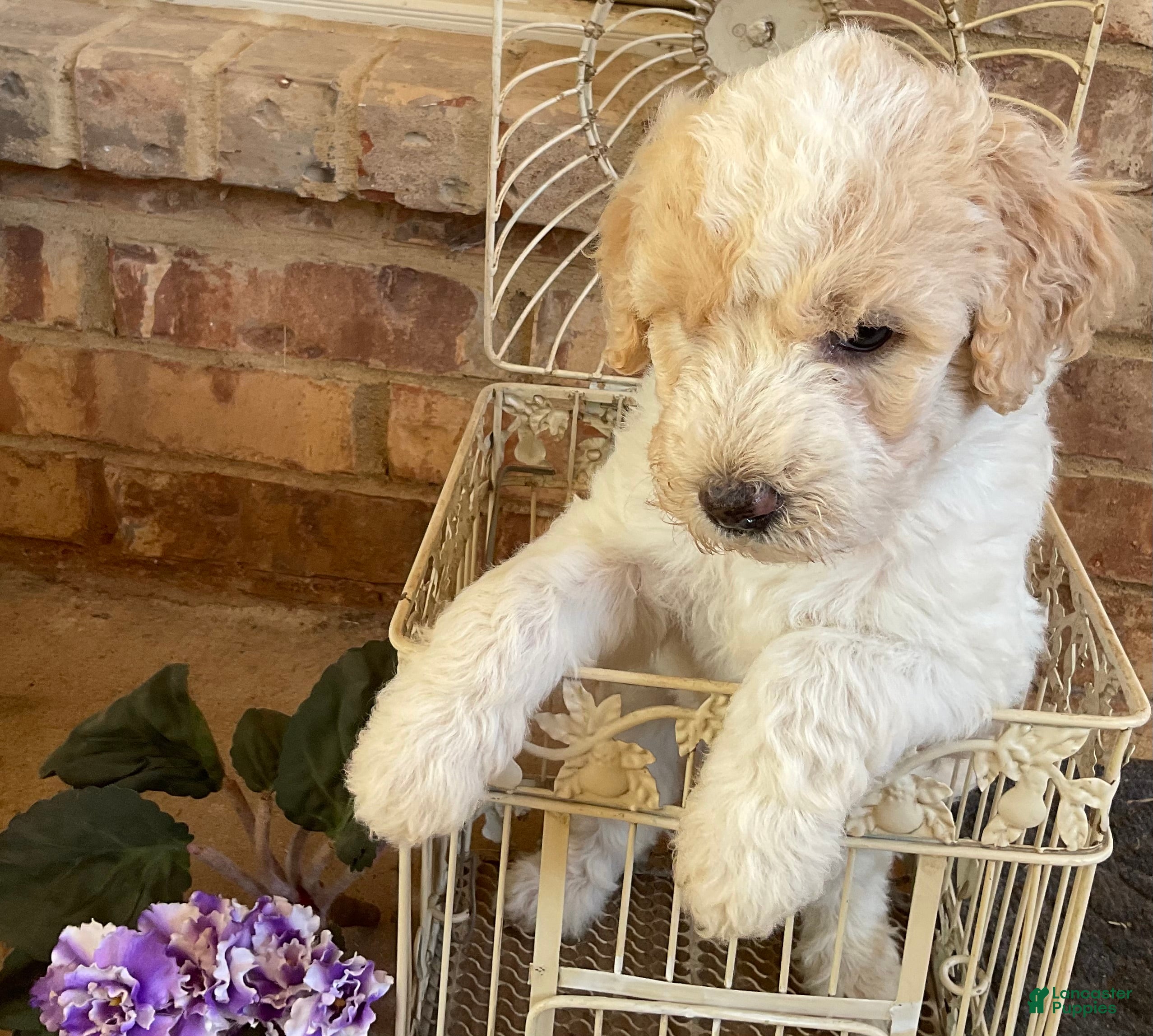 Aussiedoodle dogs Lady - Ad 17