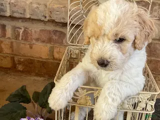 Aussiedoodle dogs Lady - Ad 17