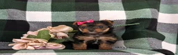 Yorkshire Terrier dogs for sale: Harmony 4.5 lbs Full Grown - Ad 4