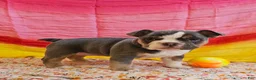 Mixed Breed dogs for sale: Blue Star Girl - Ad 3