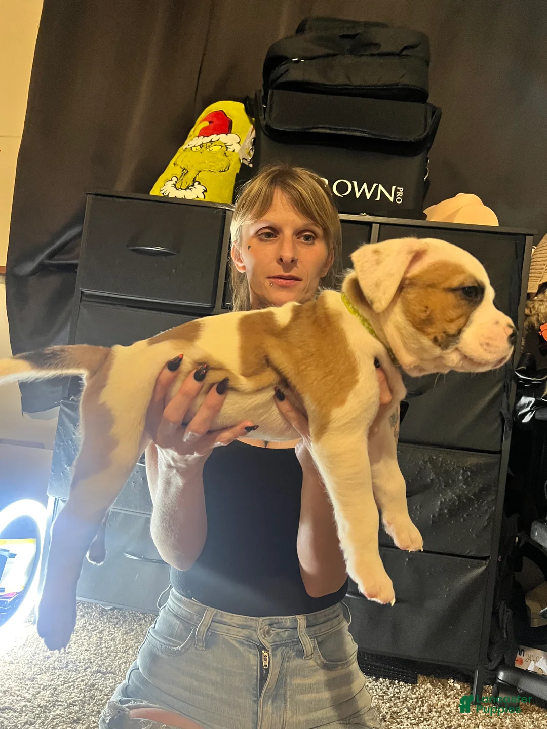 Mixed Breed dogs for sale: Mixed Breed 7 - Ad 1