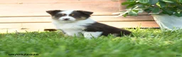Miniature Australian Shepherd dogs for sale: Gemini - Ad 3