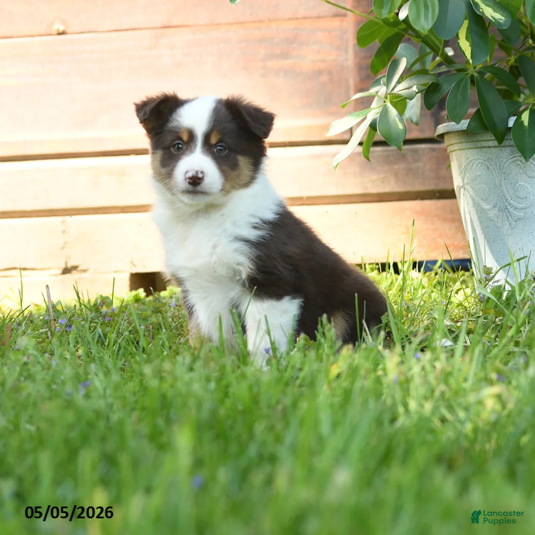 Miniature Australian Shepherd dogs for sale: Gemini - Ad 3