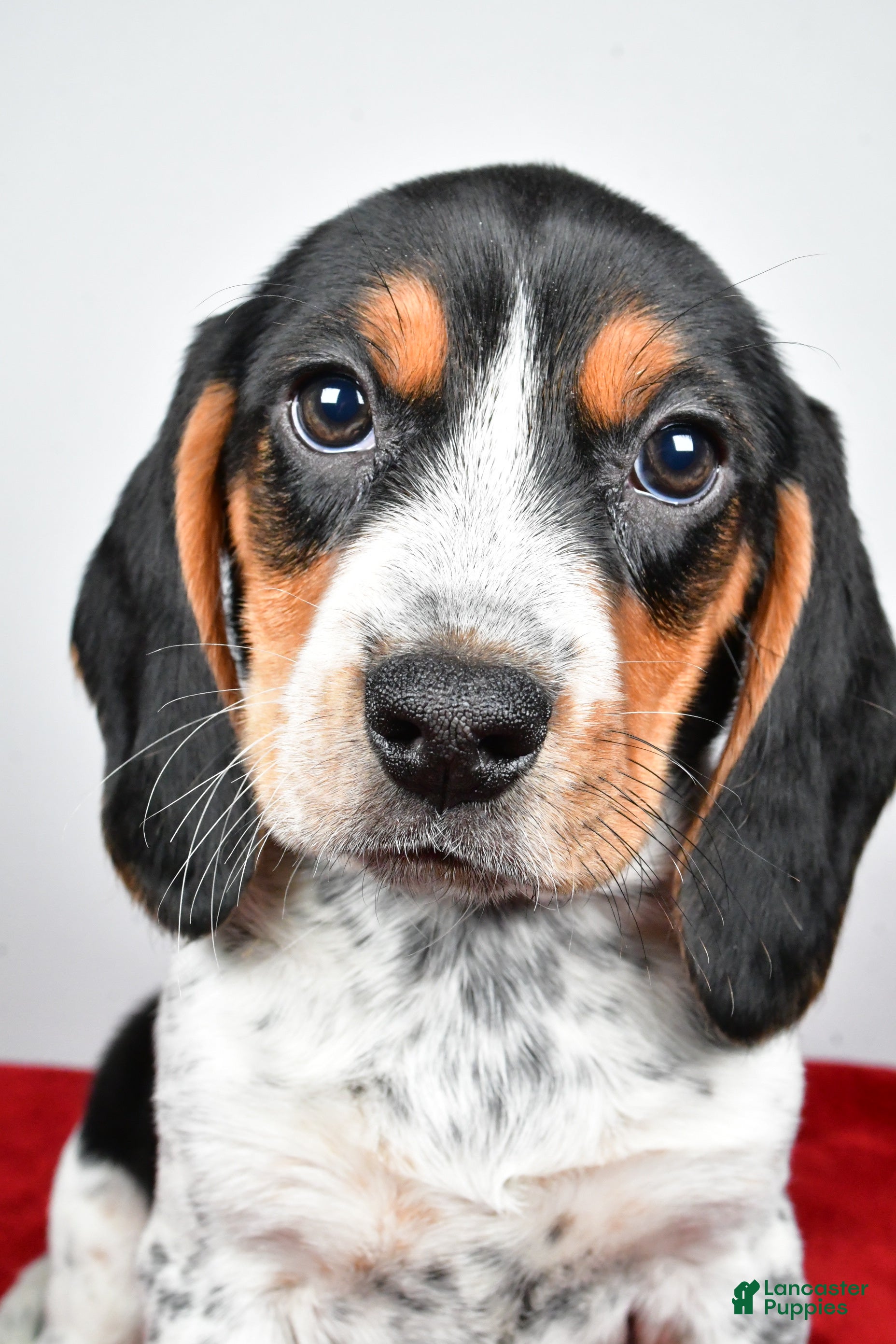 Beagle dogs Regina - Ad 1