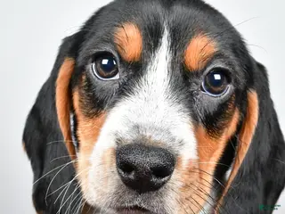 Beagle dogs for sale: Regina - Ad 4