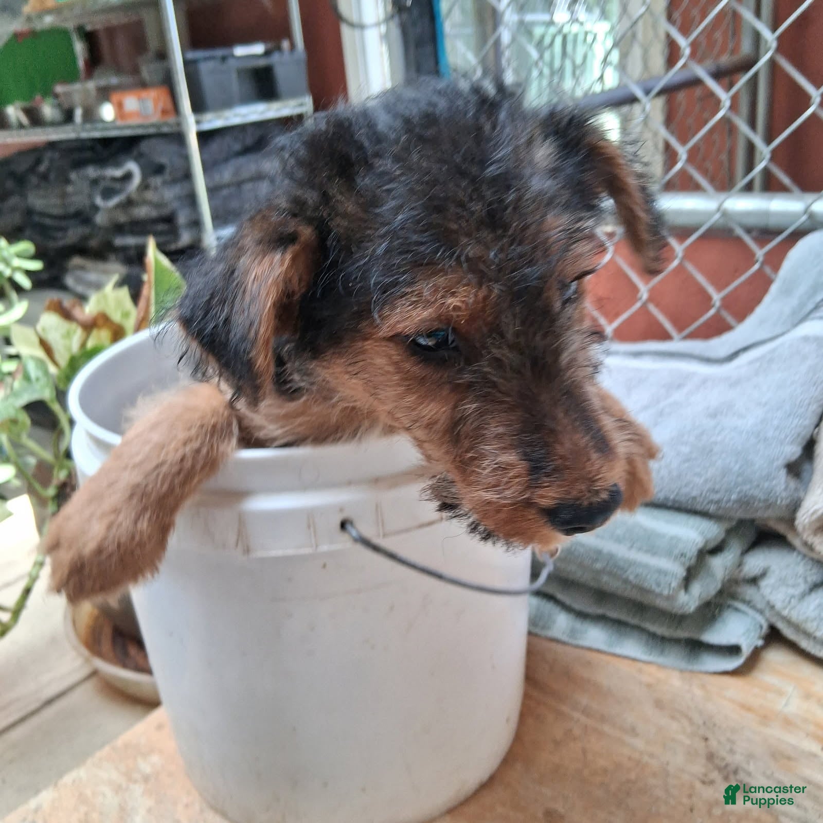 Welsh Terrier dogs Pink Lady - Ad 1