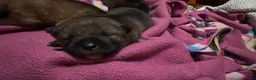 Other breed dogs for sale: Tomago - Ad 3