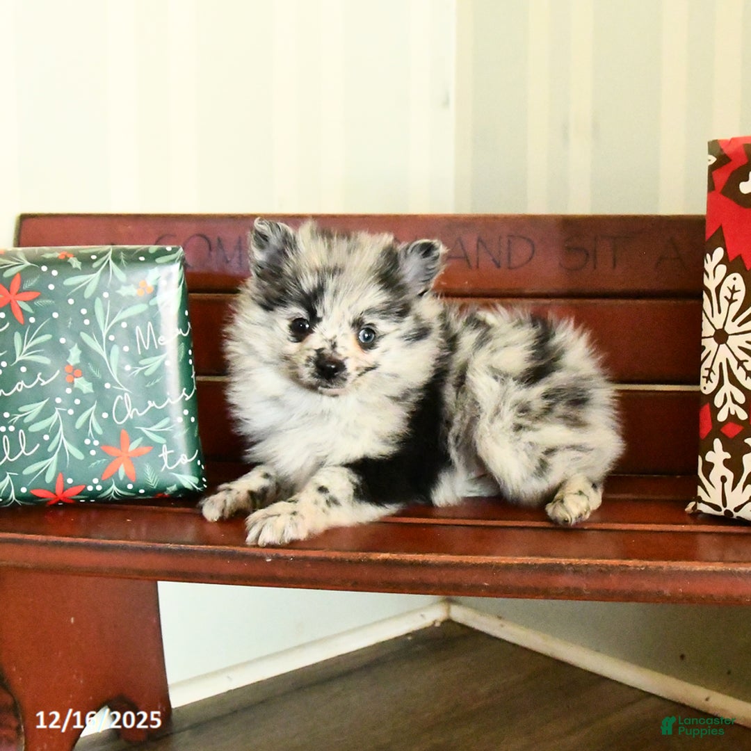 Pomeranian dogs for sale: Confetti - Ad 1