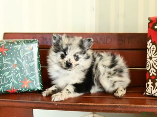 Pomeranian dogs Confetti - Ad 9