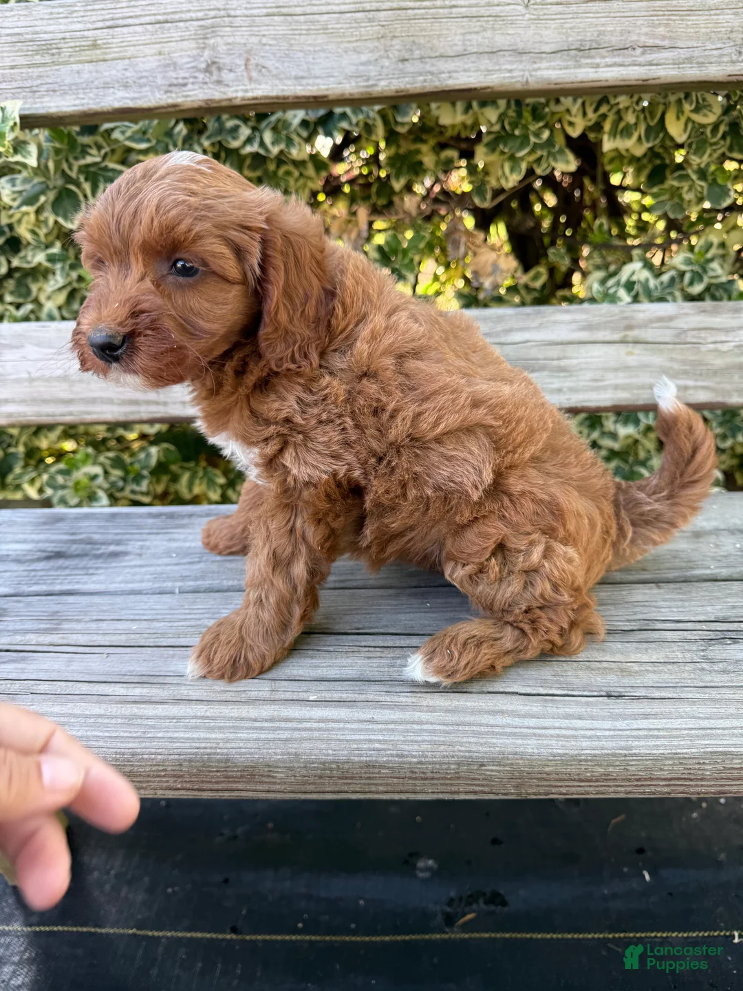 Mini Goldendoodle dogs for sale: Maisy - Ad 3